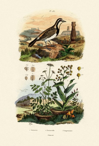 مقلد Sparrowhawk ، 1833-1839 بواسطة المدرسة الفرنسية